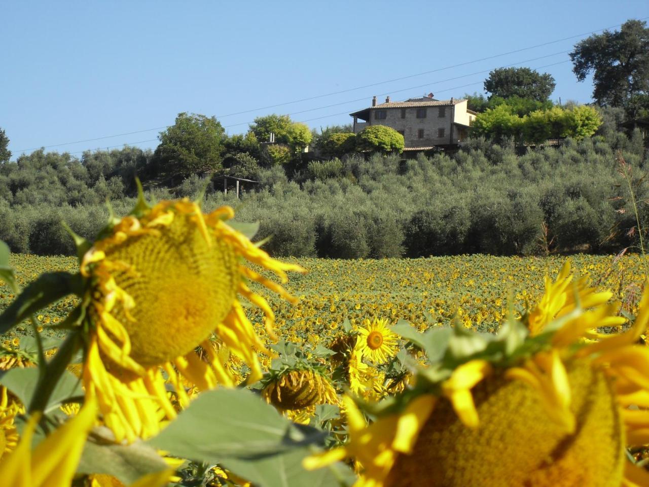 Agriturismo Oliveto Di Geltrude Contessa Apartment Amelia Exterior foto